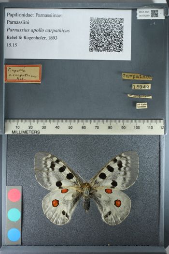 Media type: image;   Entomology 175219